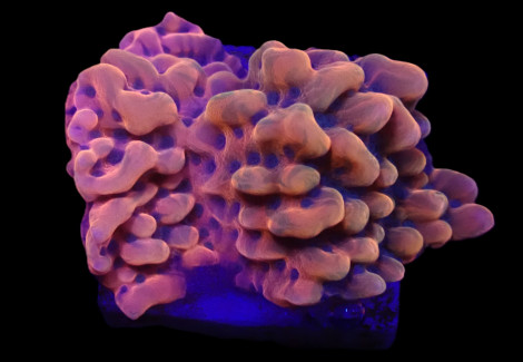 Montipora Danae (Jf Altered Ego) (Frag) M