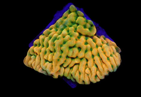Montipora Danae (Jf Beach Bum) (Frag) M