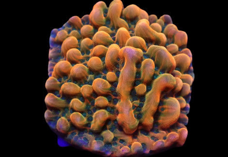 Montipora Danae (Jf Brain Freeze) (Frag) M
