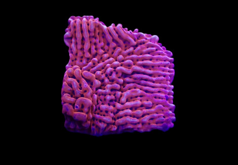 Montipora Danae (Jf Mean Streak) (Frag) M