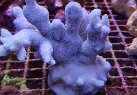 Montipora Spp. (Branched Blue/Purple) (Frag) M