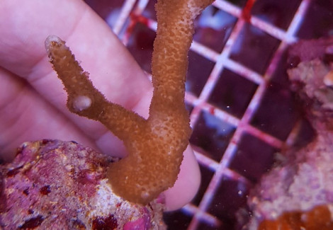 Montipora Spp. (Branched) (Frag) M