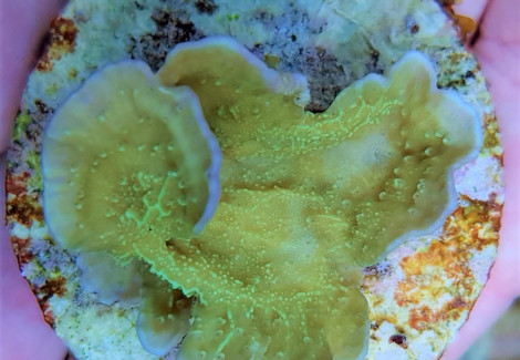 Montipora Spp. (Laminar Pink Edge) (Frag) M