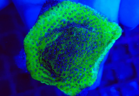 Montipora Spp. Blueberry Pie (Frag) M