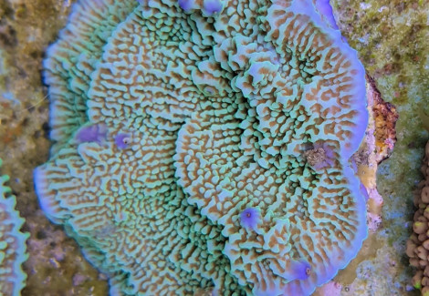 Montipora Spp. Premium M