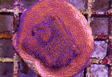 Montipora Spp. Premium Ml