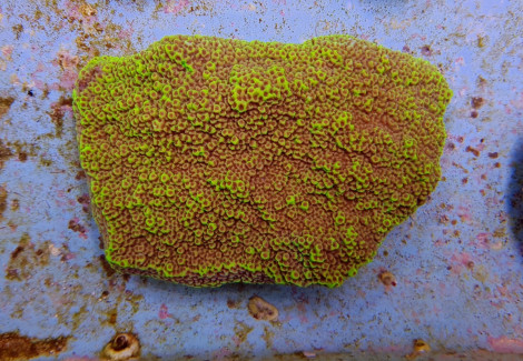 Montipora Spp. Premium S