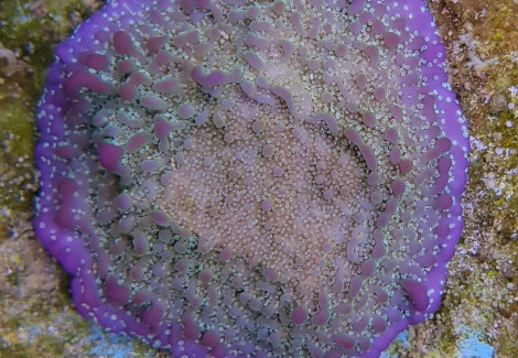 Montipora Spp. Premium Xs