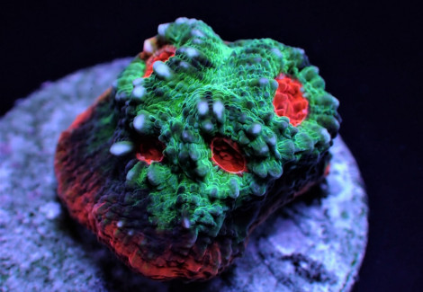 Mycedium Spp. (Premium) (Frag) M