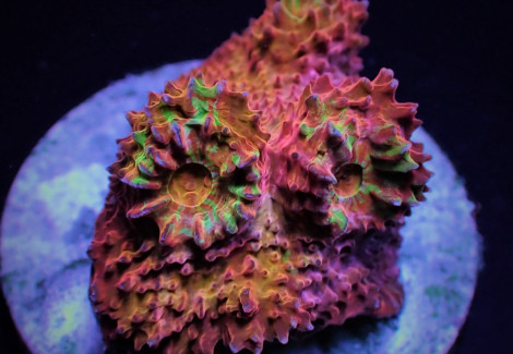 Mycedium Spp. (Ultra) (Frag) M