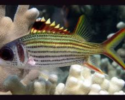 Neoniphon Sammara M
