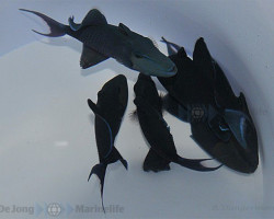 Odonus Niger Ml