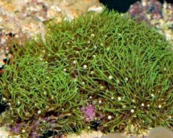 Pachyclavularia Violacea (Green) (Grade A) M