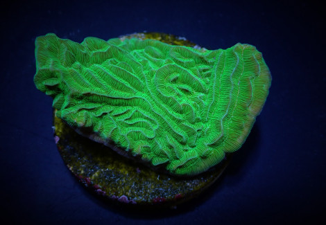 Pachyseris Gemmae (Frag) M