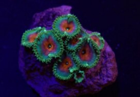 Palythoa Spp. (Captain America) (Frag) M