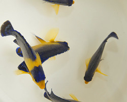 Paracentropyge Venusta Ml