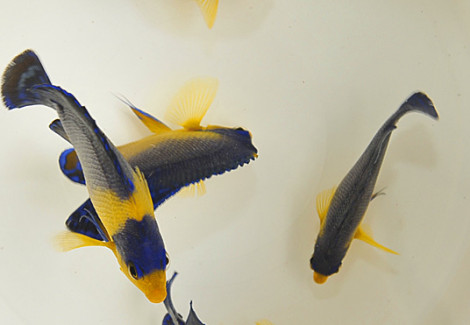 Paracentropyge Venusta Ml