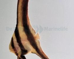 Platax Teira M