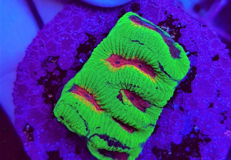 Platygyra Spp. (Ultra) (Frag) M