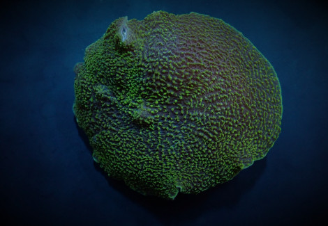 Platyzoanthus Mussoides (Green) S