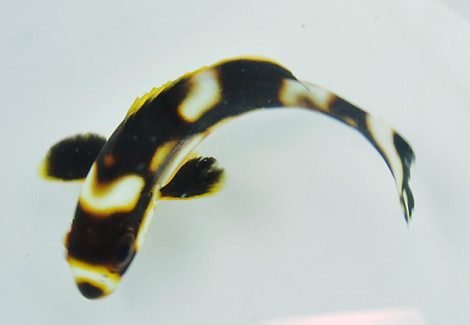 Plectorhinchus Vittatus S