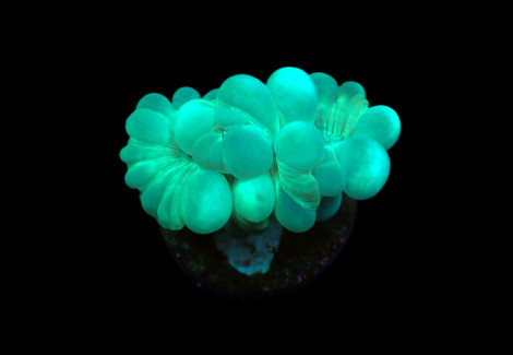 Plerogyra Turbida (Frag) M