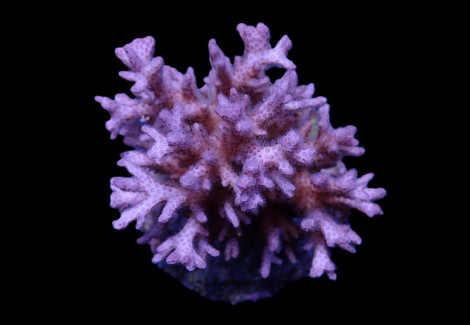 Pocillopora Acuta Ml