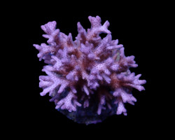 Pocillopora Acuta Xs