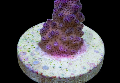 Pocillopora Eydouxi Pink (Frag) M