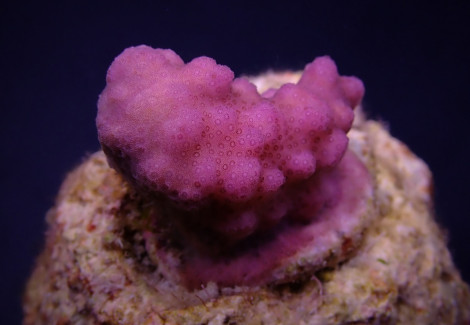 Pocillopora Verrucosa Pink (Frag) M