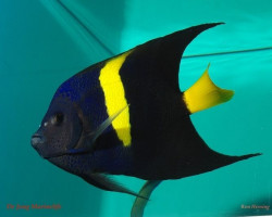 Pomacanthus Asfur L