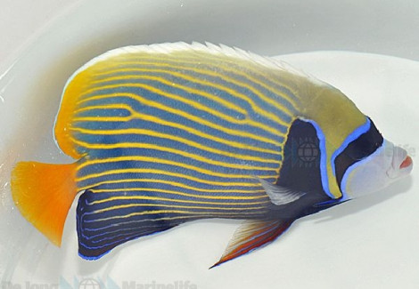 Pomacanthus Imperator (Orange Tail) L
