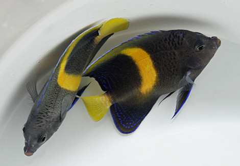 Pomacanthus Maculosus Xl