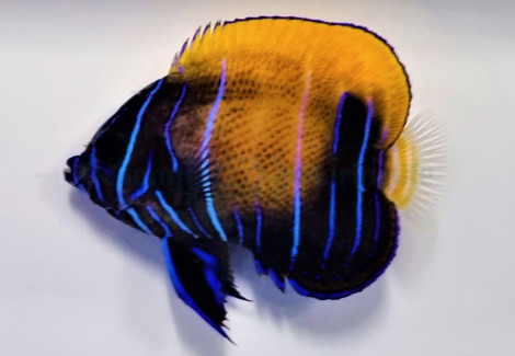 Pomacanthus Navarchus (Juvenile/Adult) L