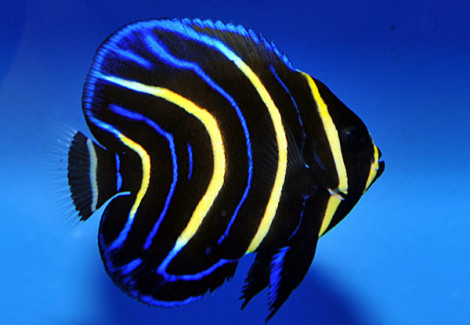 Pomacanthus Zonipectus S