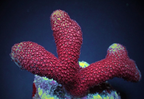 Porites Spp. (Bordeaux) (Frag) M