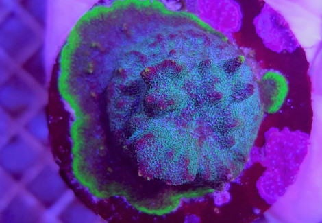 Psammocora Spp. Green/Purple (Frag) M