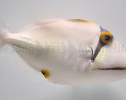 Rhinecanthus Assasi L