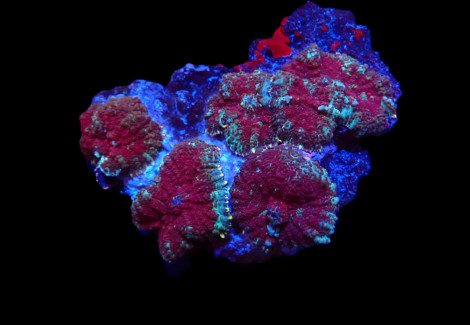 Rhodactis Inchoata (Grade A) Ml