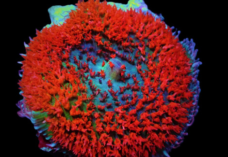 Rhodactis Osculifera (Red) (1 Ear)