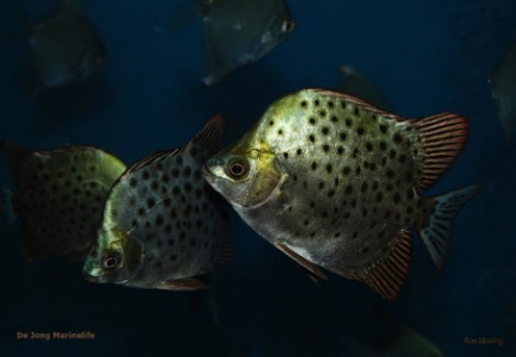 Scatophagus Argus S