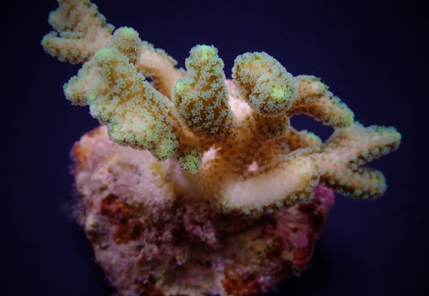 Seriatopora Guttatus Green (Frag) M