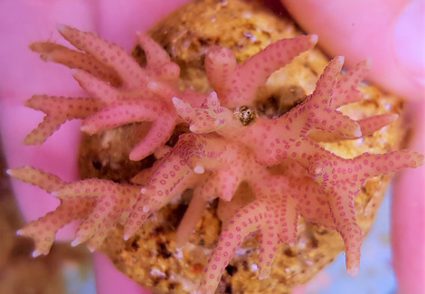 Seriatopora Hystrix Pink (Frag) M