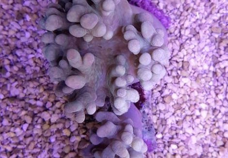 Sinularia Spp. (Frag) M