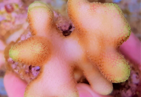 Stylophora Pistillata Green (Frag) M