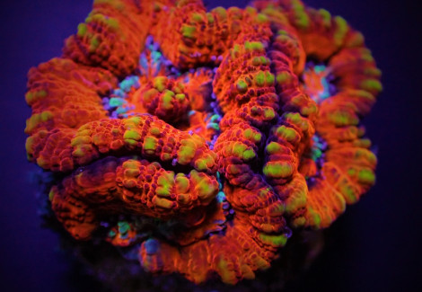 Symphyllia (Australophyllia) Wilsoni (Ultra) (Frag) M