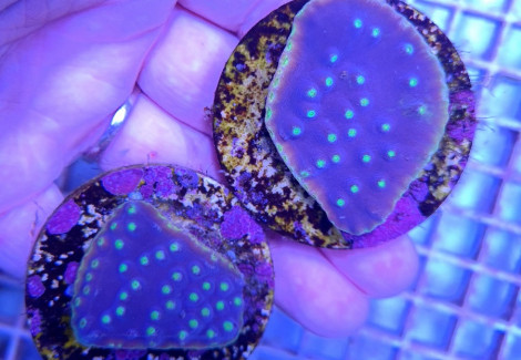 Turbinaria Reniformis Premium (Frag) M