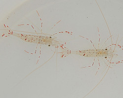 Urocaridella Antonbruunii (Maschio) M