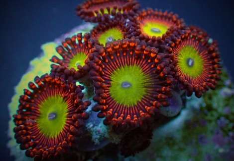 Zoanthus Candy Apple Red (Frag) M