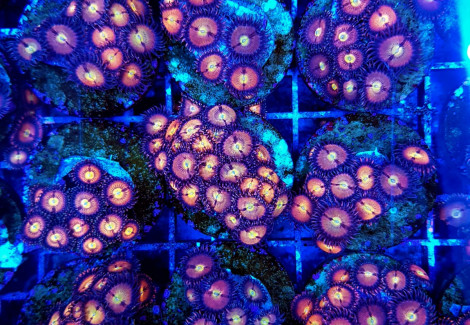 Zoanthus Halle Berry (Frag) M